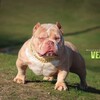 ABR Extreme Micro Exotic Bully Male Lilac Sable 11wk old pup