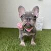 Lilac and tan frenchie females