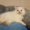 Ragdoll kittens for sale pure breed