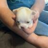 Akc chihuahua blonde smooth coat female tiny