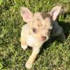Akc chihuahua red merle smooth coat female blue eyes
