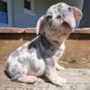 $2,200 Blue Merle Saddy - beautiful French Bulldog puppy for sale.
