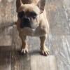Female frenchie looking for home