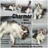 Charmer Persian mix kitten