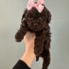 Tiny Chocolate Girl Puppy Claudia