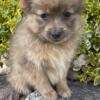 Pomeranian puppies, males and females