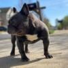 Male frenchie ( french bulldog) LOW PRICE OBO!