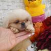 PEKINGESE PUPPIES TALLAHASSEE FL,  CHAMPION BLOODLINES,  REGISTERED , FULLY VETTED