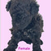 Toy Poodle~ AKC Black Female $500