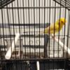MALE YELLOW ISABEL CANARY FOR SALE - 85$ WITH CAGE.