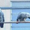 African Grey Pair for sale