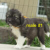 Caucasian Ovcharka 2 males and 3 females puppies