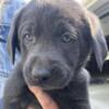 Meet Lincoln! AKC male lab puppy