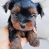 Gorgeous Yorkie/Biewer puppies for sale