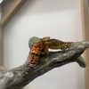 Bold stripe Tangerine Leopard Gecko
