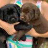 AKC lab puppies blacks, yellow, chocolate, Ready Memorial Day weekend