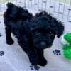 AKC Toy/Miniature Poodle Puppies
