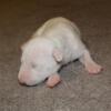 AKC Male Standard Bull Terrier Puppy, Grand Champion Sired