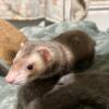 Three ferrets looking for home