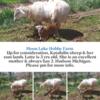 3 yr old katahdin ewe with ram lamb
