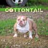 American Bully Female - Pet Home Only