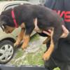 7 rottweiler pups for sale
