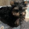 Micro Chewy Yorkie  Teddy Bear Boy Parents AKC !  * pictures and videos