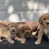 Mini Ausiedoodle Puppies