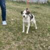 Cavalier King Charles Spaniel/Husky Puppy- 5 months old- Blue Eyes