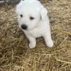 AKC male Great Pyrenees puppy (may 9th available