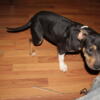 Rehoming Black Tri American bully female pup 5 months old rehoming fee applies