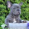 $2,900 Blue Querro - beautiful French Bulldog puppy for sale.