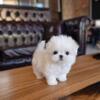 Gorgeous and Healthy Female Maltese Puppy For Sell