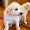 Great Pyrenees Puppies, Get your #1 Livestock guard dogs