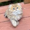 Male Golden Persian kitten