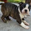 Boston Terrier Puppies for sale. Two little girls and One boy