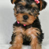 Female yorkie available now