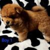 AKC Chow Chow puppies