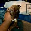 Cute American bully pups for sale