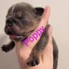 Poppy - Blue Tri - Olde English Bulldogge Puppy