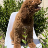Rare And Royal Pets Standard Poodle Puppies