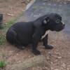 UKC Female  Pup Available