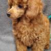 Toy poodle mahogany red