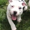 ABA Classic Bully/Merle Puppy Need Furever Home!