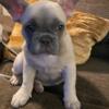 FAWN FRENCHIE READY FOR HER FOREVER HOME. CASHMERE IS 10 WEEKS OLD AND LOVES TO PLAY.