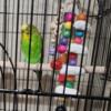 PARAKEETS NEED A NEW HOME