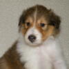 #2 sable female collie puppy