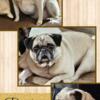 Penelope The adult Pug Needs forever.