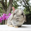 Holland Lop Bunny