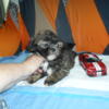 shih-tzu   puppies for sale